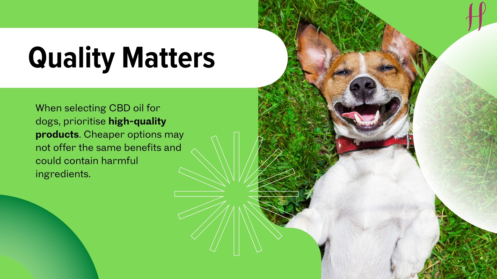 CBD oil for pets